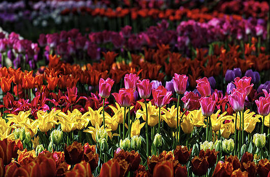 Paul W Sharpe Aka Wizard of Wonders - This is our World No. 11 - Pink Tulips Stand Tall Paul W Sharpe Aka Wizard of Wonders - This is our World No. 11 - Pink Tulips Stand Tall
