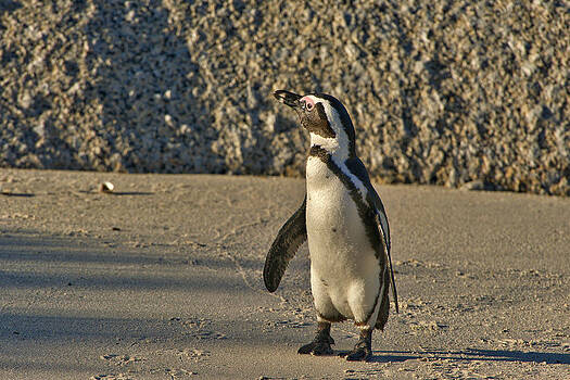 Paul W Sharpe Aka Wizard of Wonders - This is South Africa No. 2 - African Penguin Walking on the Bea Paul W Sharpe Aka Wizard of Wonders - This is South Africa No. 2 - African Penguin Walking on the Bea
