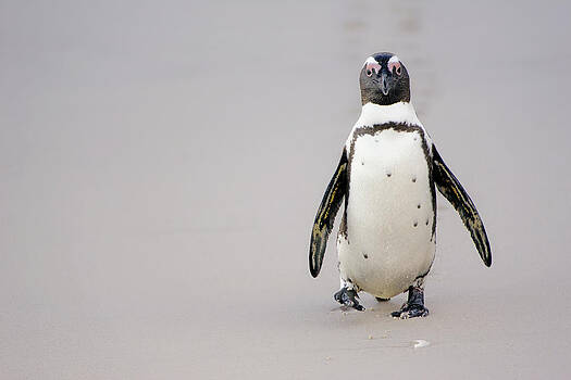 Paul W Sharpe Aka Wizard of Wonders - This is South Africa No. 3 - African Penguin Walderling on the Paul W Sharpe Aka Wizard of Wonders - This is South Africa No. 3 - African Penguin Walderling on the