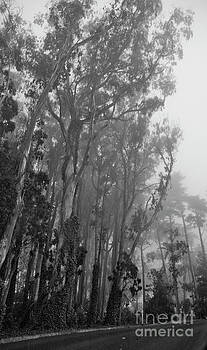 Tim Mulina - Trees and Fog Tim Mulina - Trees and Fog