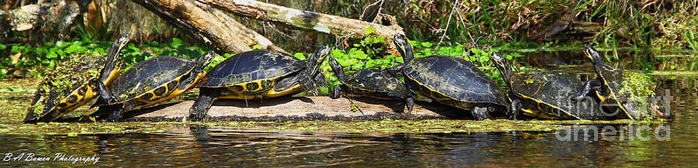 Barbara Bowen - Turtle Panorama Barbara Bowen - Turtle Panorama