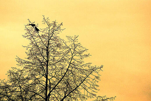 Mike Penney - Two birds in a tree Mike Penney - Two birds in a tree