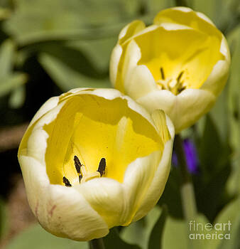 Tim Mulina - Two Yellow Tulips Tim Mulina - Two Yellow Tulips