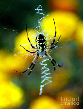 Clayton Bruster - Wicked Spider Paint Clayton Bruster - Wicked Spider Paint