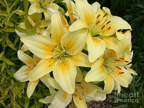 Tim Mulina - Yellow Daylillies Tim Mulina - Yellow Daylillies