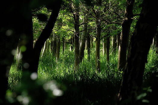Jeremy Lavender Photography - A walk in the woods Jeremy Lavender Photography - A walk in the woods