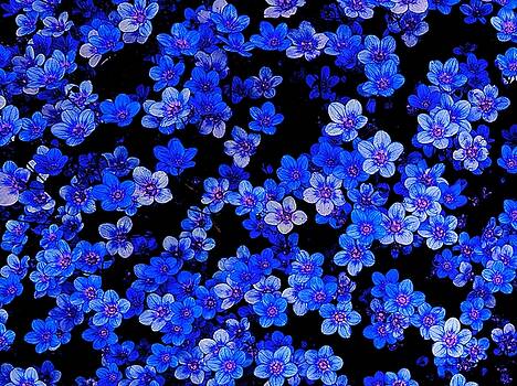 Colin Drysdale - Blue Flowers Colin Drysdale - Blue Flowers