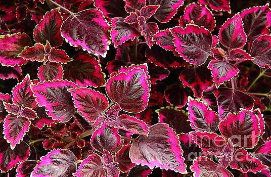 Allen Nice-Webb - Coleus Allen Nice-Webb - Coleus