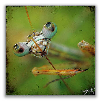 Ingrid Smith-Johnsen - Mantis 19 Ingrid Smith-Johnsen - Mantis 19