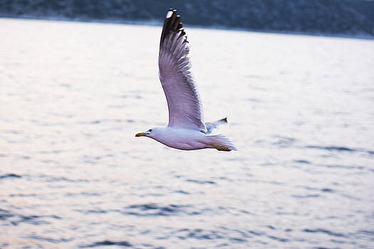 Newnow Photography By Vera Cepic - Seagulls flying Newnow Photography By Vera Cepic - Seagulls flying