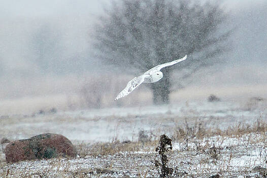 Gary Hall - Snowy Owl in Flight Gary Hall - Snowy Owl in Flight