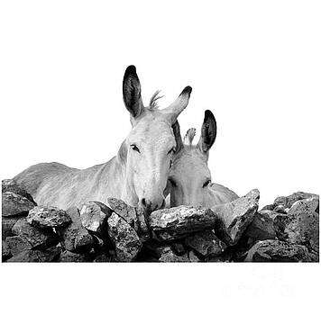 RicardMN Photography - Two white Irish donkeys RicardMN Photography - Two white Irish donkeys