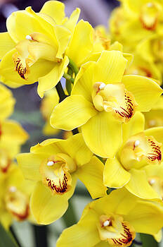 LS Photography - Orchids LS Photography - Orchids