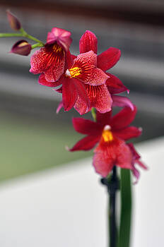 LS Photography - Orchids LS Photography - Orchids