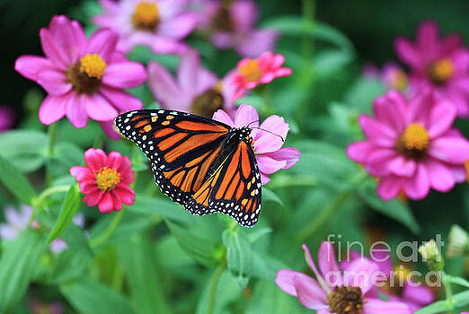 Jill Lang - Monarch Butterfly Jill Lang - Monarch Butterfly