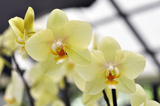 LS Photography - Orchids LS Photography - Orchids