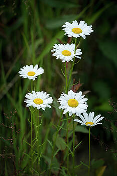 Mary Lee Dereske - A Half Dozen Wild Daisies Mary Lee Dereske - A Half Dozen Wild Daisies
