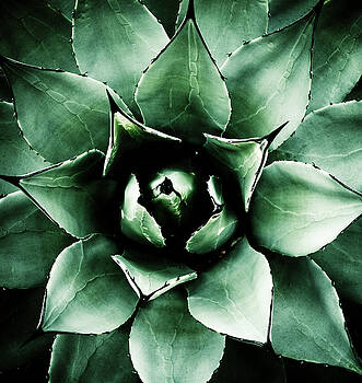 Frank Tschakert - Agave Parryi Frank Tschakert - Agave Parryi