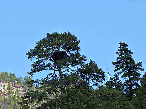 Kae Cheatham - Along the Missouri an Eagle Kae Cheatham - Along the Missouri an Eagle
