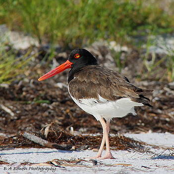 Barbara Bowen - American Oyster Catcher Barbara Bowen - American Oyster Catcher