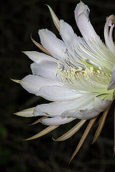 Paul Rebmann - Applecactus Flower Closeup Paul Rebmann - Applecactus Flower Closeup