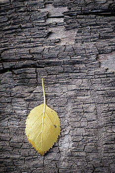 Mary Lee Dereske - Aspen Leaf on Bark Mary Lee Dereske - Aspen Leaf on Bark
