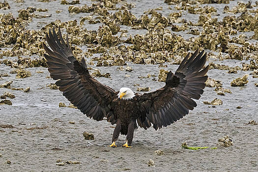 Wes and Dotty Weber - Bald Eagle Nailing a Landing Wes and Dotty Weber - Bald Eagle Nailing a Landing
