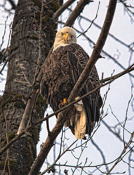 Paul W Sharpe Aka Wizard of Wonders - Bald Eagles Stare at Chieftains Buff II Paul W Sharpe Aka Wizard of Wonders - Bald Eagles Stare at Chieftains Buff II