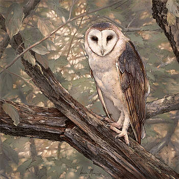 Laurie Musser - Barn Owl Laurie Musser - Barn Owl