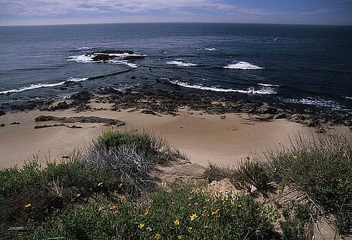 Don Kreuter - Beach Reef Point Wildflowers Don Kreuter - Beach Reef Point Wildflowers