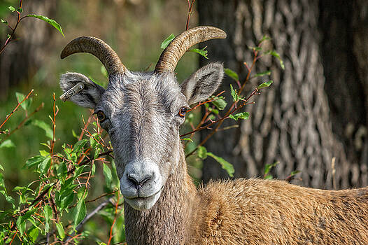 Ray Van Gundy - Big Horn Sheep Ray Van Gundy - Big Horn Sheep