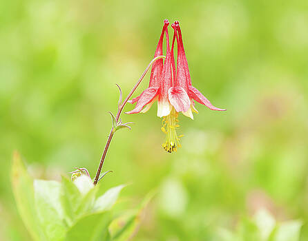 Lara Ellis - Big Meadows Columbine Lara Ellis - Big Meadows Columbine