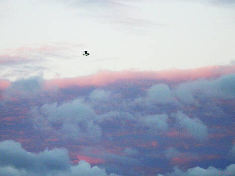 Celtic Artist Angela Dawn MacKay - Bird in Flight at Sunrise Celtic Artist Angela Dawn MacKay - Bird in Flight at Sunrise
