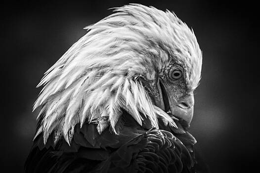 Paul W Sharpe Aka Wizard of Wonders - Birds of BC - No.30 - Bald Eagle - Keeping Clean Paul W Sharpe Aka Wizard of Wonders - Birds of BC - No.30 - Bald Eagle - Keeping Clean