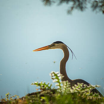 Chris Bordeleau - Blue Heron on the hunt Chris Bordeleau - Blue Heron on the hunt