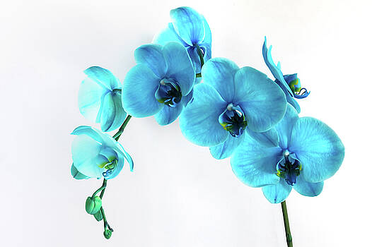 Janet Fikar - Blue Orchid 1 Janet Fikar - Blue Orchid 1