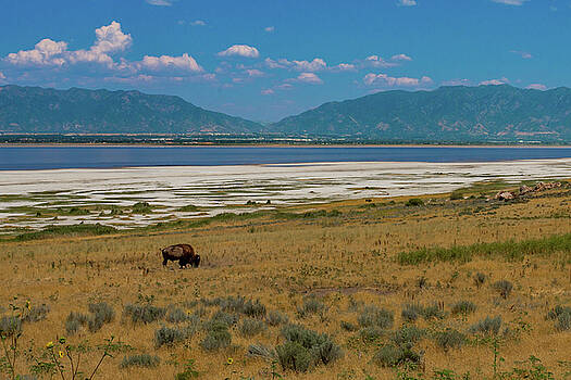 Kimberly Blom-Roemer - Buffalo Grazing Antelope Island Utah Kimberly Blom-Roemer - Buffalo Grazing Antelope Island Utah