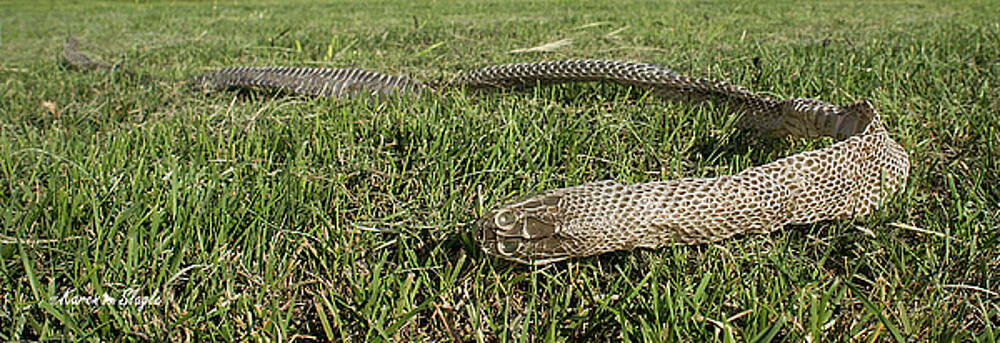 Karen Slagle - Bull Snake Skin Karen Slagle - Bull Snake Skin