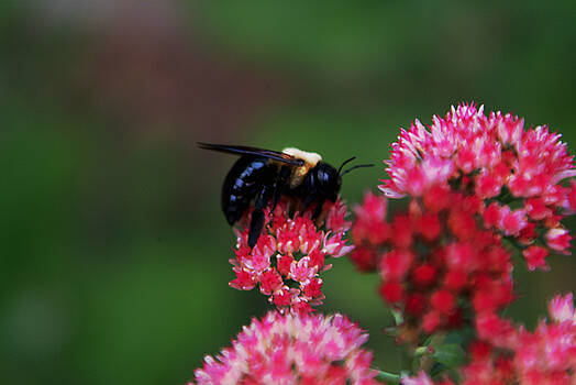 Bumble Bee On Autumn Joy Photograph By Christal Randolph