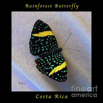 Felipe Adan Lerma - Butterfly Wings on Wings Macro Square Poster Felipe Adan Lerma - Butterfly Wings on Wings Macro Square Poster