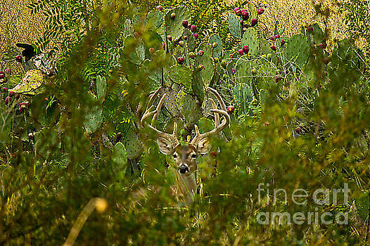 Michael Tidwell - Cactus Buck Michael Tidwell - Cactus Buck