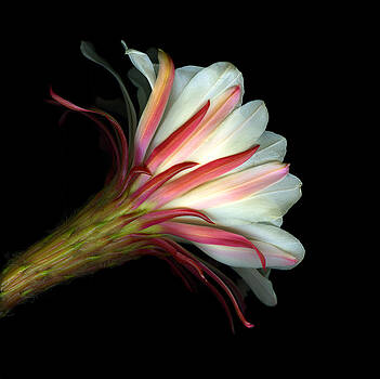 Christian Slanec - Cactus Flower Christian Slanec - Cactus Flower