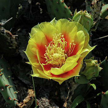 Scott Kingery - Cactus Flower Scott Kingery - Cactus Flower