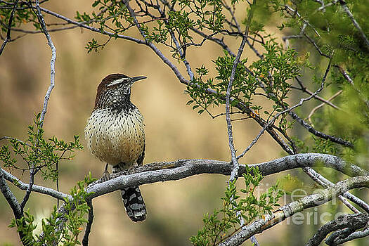 Teresa Zieba - Cactus Wren Teresa Zieba - Cactus Wren
