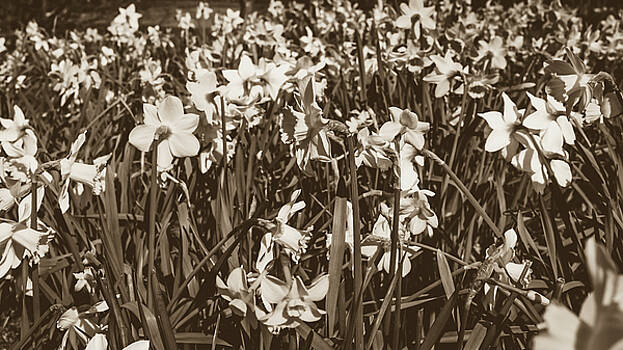 Jacek Wojnarowski - Carpet of Daffodils Jacek Wojnarowski - Carpet of Daffodils