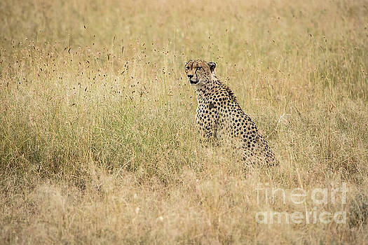 Pravine Chester - Cheetah in the Savannah Pravine Chester - Cheetah in the Savannah