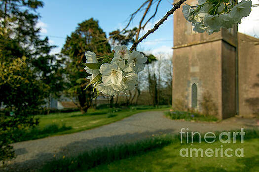 Marc Daly - Cherryblossom at church Marc Daly - Cherryblossom at church