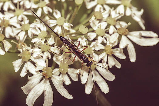 Jacek Wojnarowski - Close up of Insect on Cow Parsley B Jacek Wojnarowski - Close up of Insect on Cow Parsley B