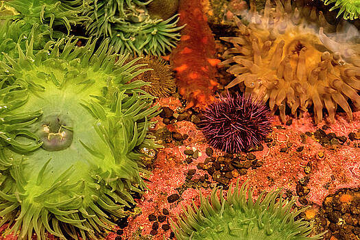 Janet Fikar - Colorful Sea Life Janet Fikar - Colorful Sea Life