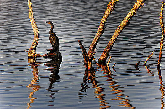Paul W Sharpe Aka Wizard of Wonders - Comander Cormorant Paul W Sharpe Aka Wizard of Wonders - Comander Cormorant